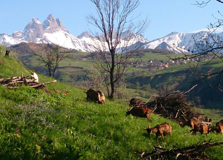 La Chèvrerie de Champlan