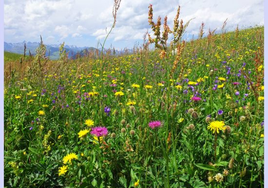 Randonnée dans l’alpage et visite à l’heure de la traite