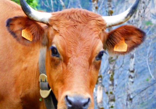 Randonnée dans l’alpage et visite à l’heure de la traite