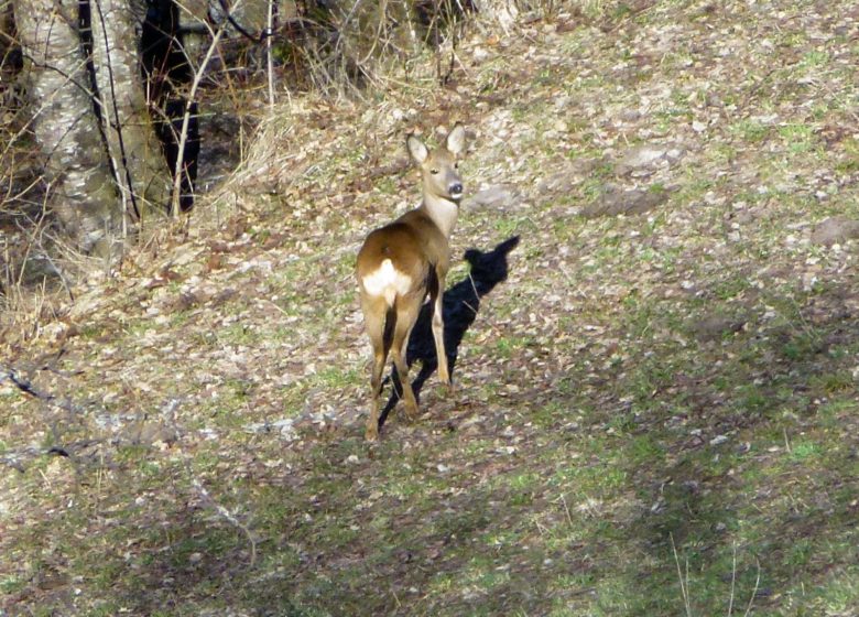 Observez la grande faune de montagne