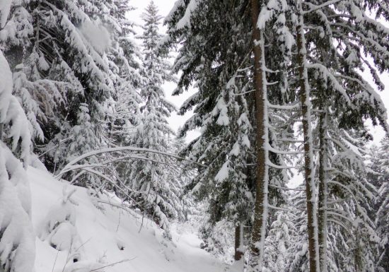 Rando raquettes dans les prairies d&rsquo;alpage