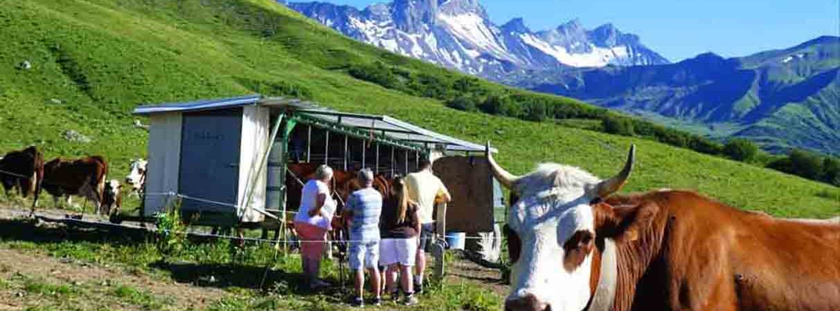 La traite des vaches en alpage, La Route des Fromages de Savoie