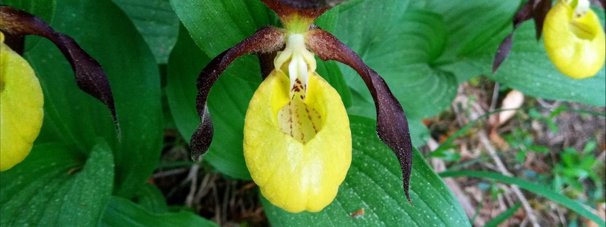 Fleurs et plantes pour la tisane