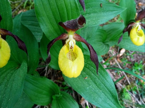 Fleurs et plantes pour la tisane