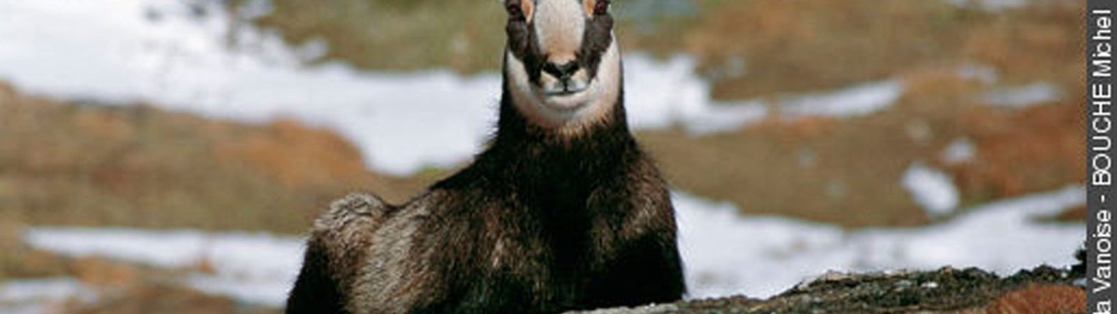 Observer chamois, chevreuils, biches… en été