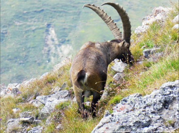 Rando et photo des bouquetins en Vanoise