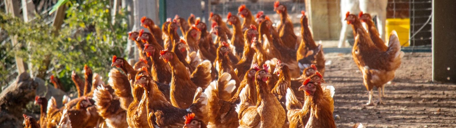 Les Si Belles Poulettes