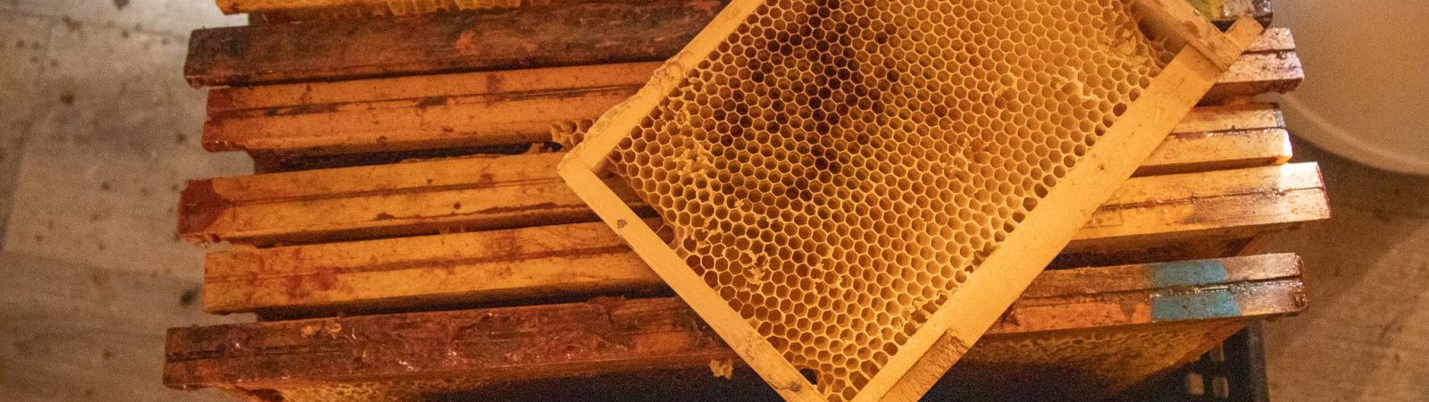 Visite pédagogique À la cime du rucher – Rencontre avec une apicultrice