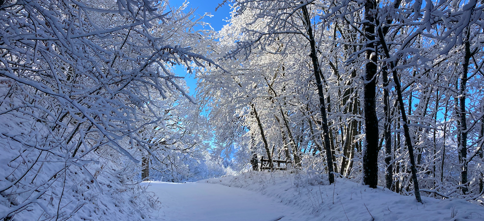 Découverte des paysages enneigés en raquettes