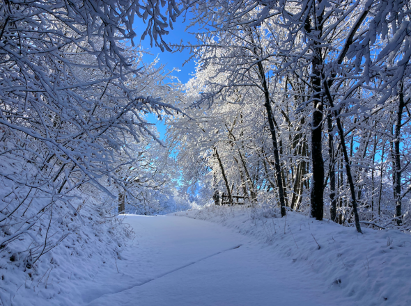 Découverte des paysages enneigés en raquettes