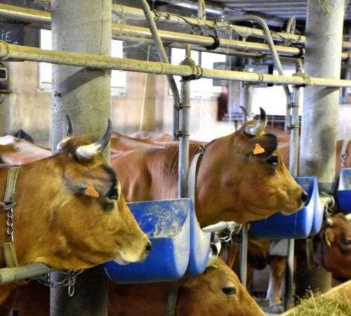 Randonnée en VTTAE et traite des vaches