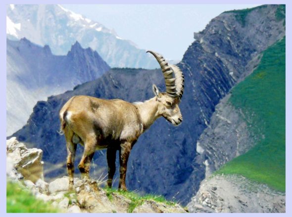 Photos des bouquetins en Vanoise, rando