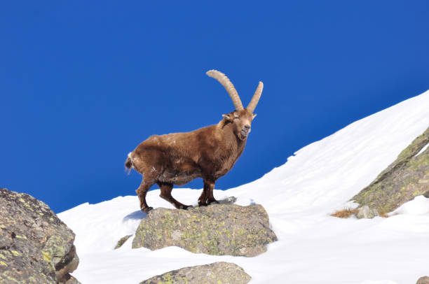 Observation des bouquetins en hiver