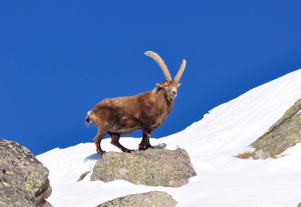 Observation des bouquetins en hiver