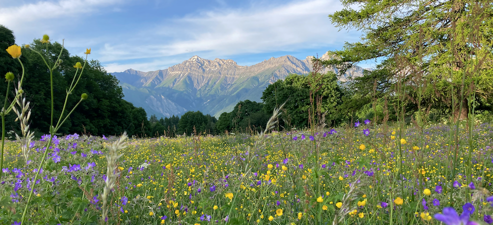 Découvrir les animaux et fleurs des forêts et alpages d’Albiez – Randonnée accompagnée