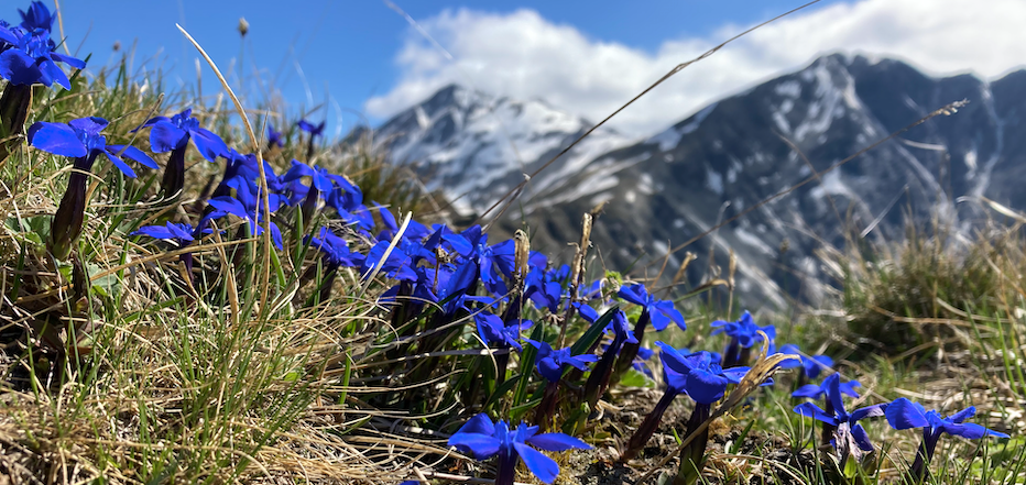 Découvrir les animaux et fleurs emblématiques de la montagne – Randonnée accompagnée