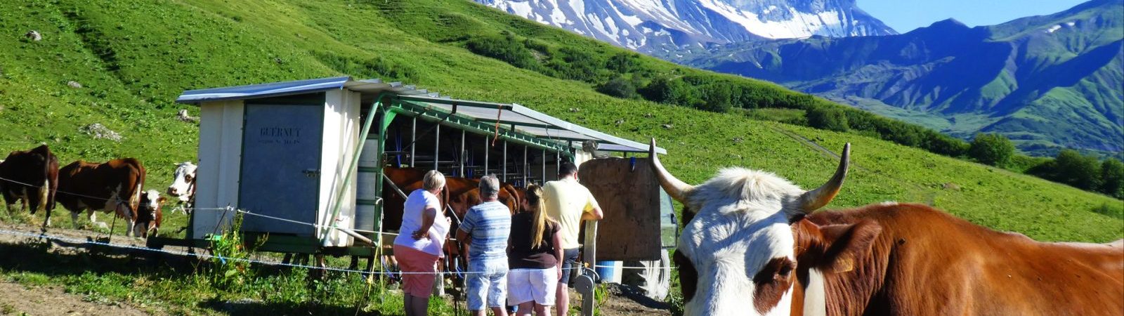 Traite des vaches en alpage, rando patrimoine