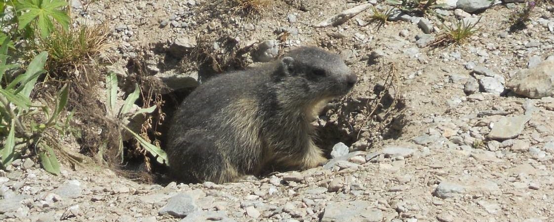 Sortie faune – Rencontre avec les marmottes