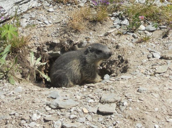 Sortie faune – Rencontre avec les marmottes