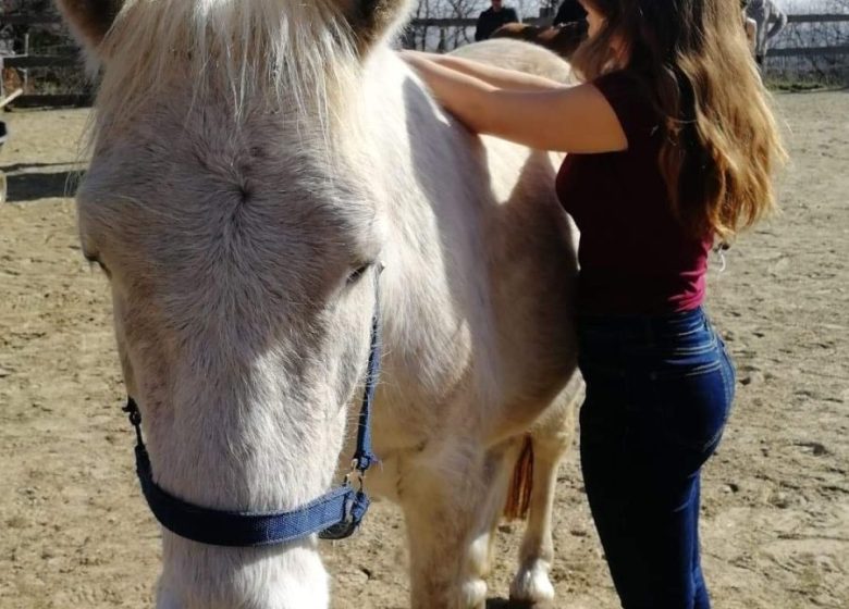 Ostéopathe Animalier – Solène Falcoz