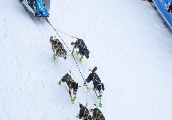 La Grande Odyssée Royal Canin