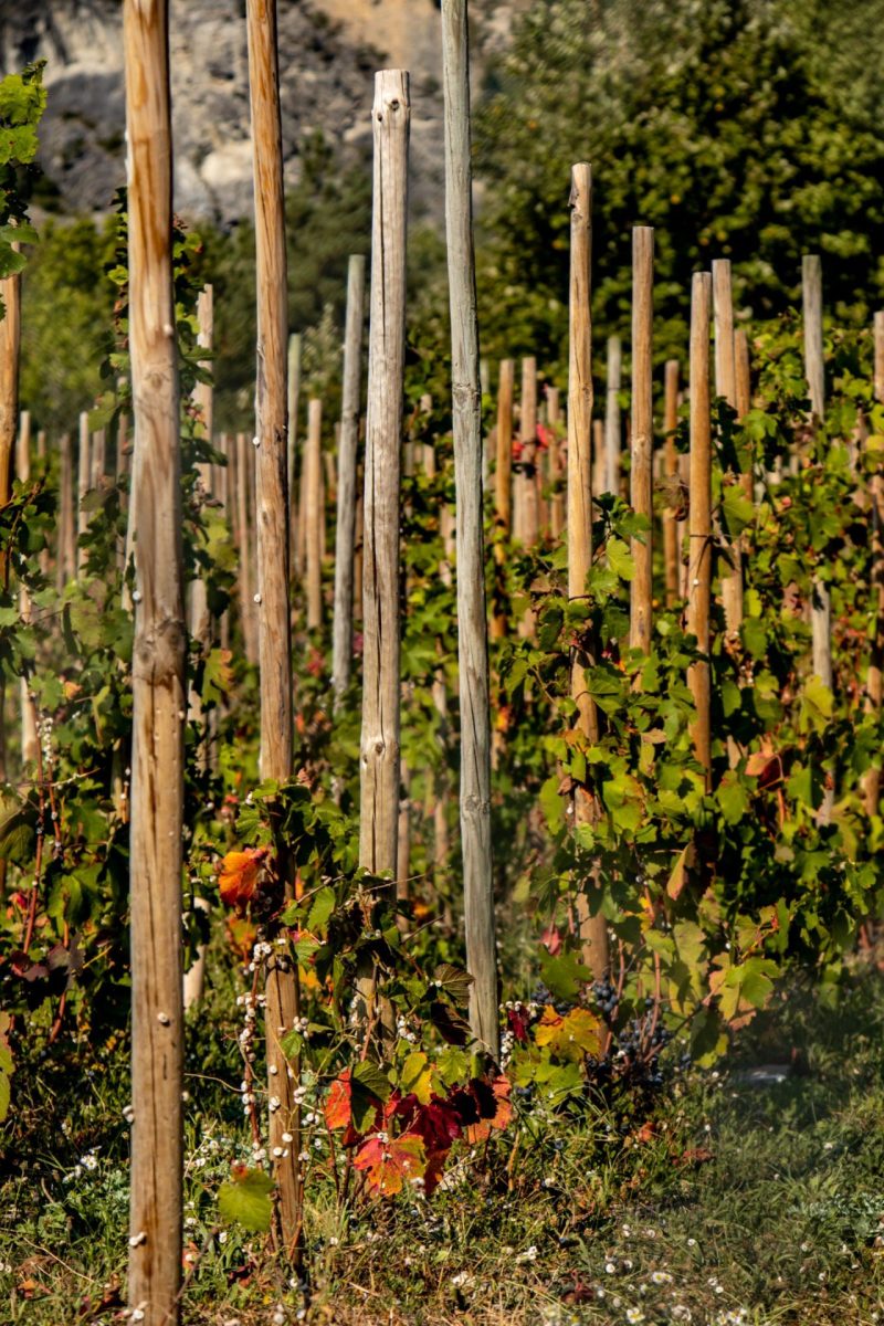 Vignes de Saint-Julien-Montdenis.