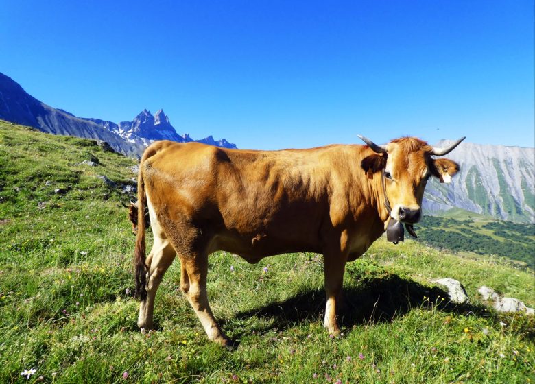 Traite des vaches en alpage