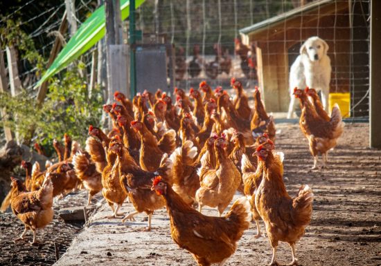 Les Si Belles Poulettes