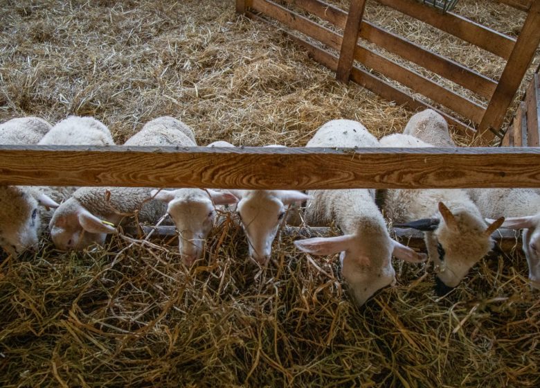 La Ferme des Brebiquettes