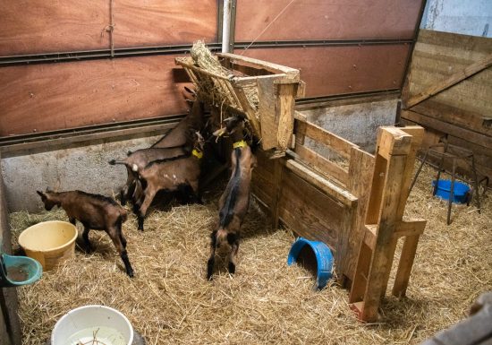 La Ferme des Brebiquettes
