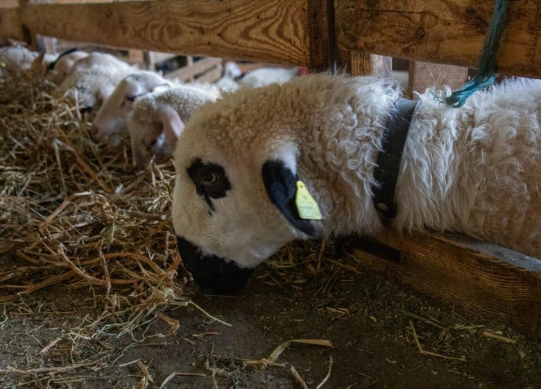 La Ferme des Brebiquettes