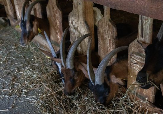 La Ferme des Brebiquettes
