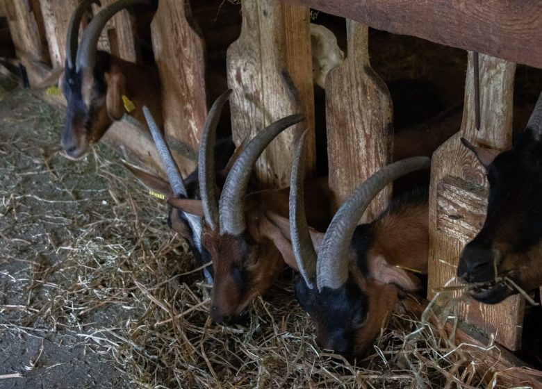 La Ferme des Brebiquettes