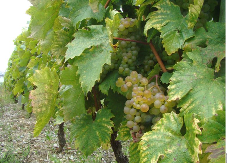 Vignoble conservatoire des Cépages Alpins