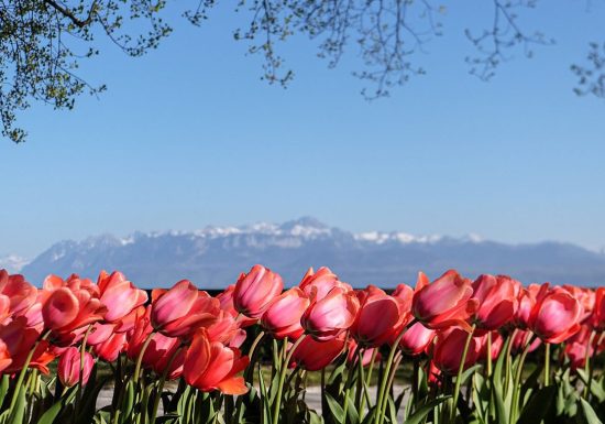 Excursion Fête de la Tulipe à Morges