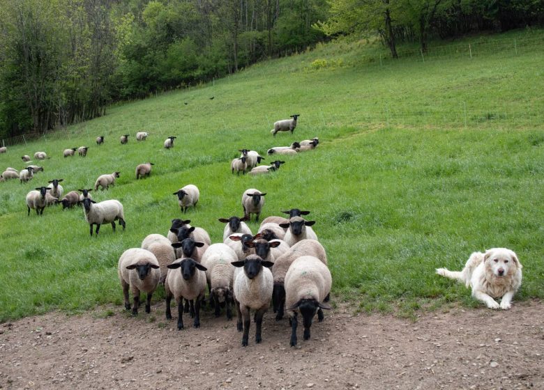 La Bergerie des Têtes noires