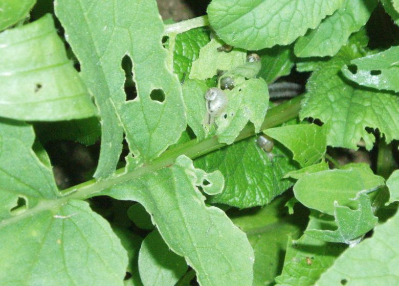 L’Escargot de la Maison Blanche