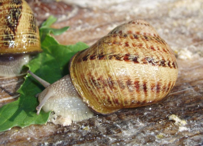 L’Escargot de la Maison Blanche