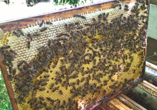 À la cime du rucher