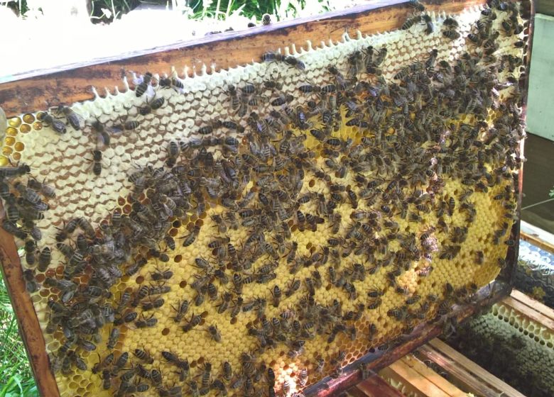 Rucher pédagogique : A la cime du rucher