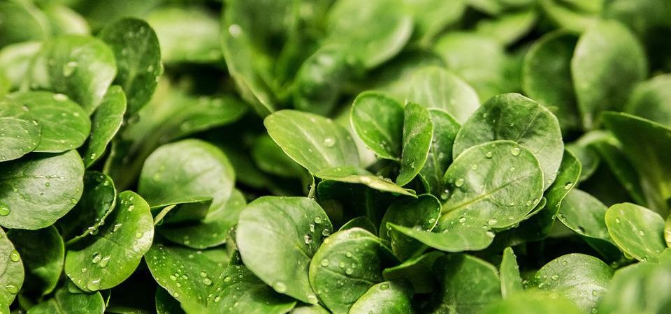 Les Jardins de St Julien