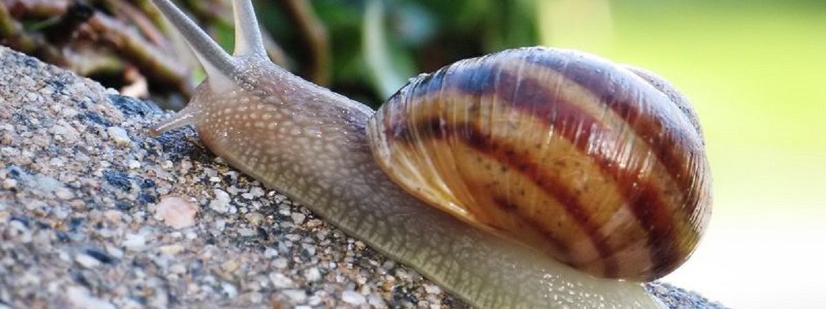 L’Escargot de la Maison Blanche