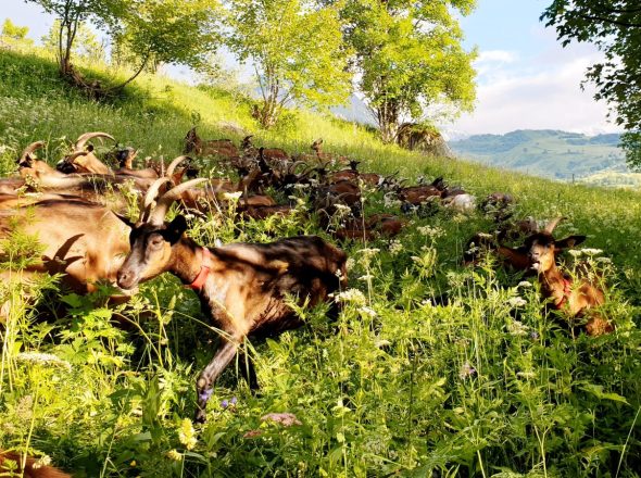 La Chèvrerie de Champlan