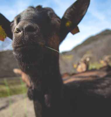 Envie de produits laitiers ?