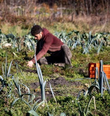 Envie de légumes frais et de saison ?