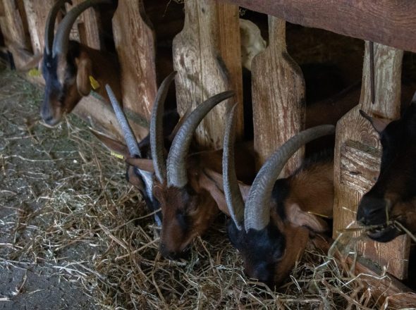 La Ferme des Brebiquettes