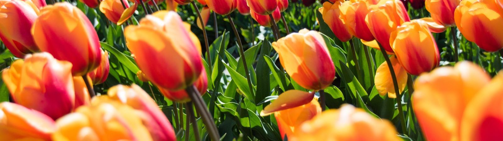 Excursion Fête de la Tulipe à Morges