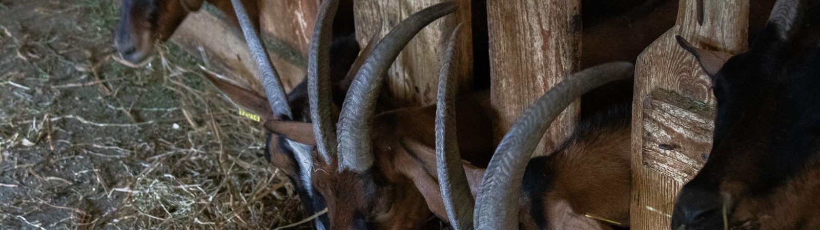 La Ferme des Brebiquettes