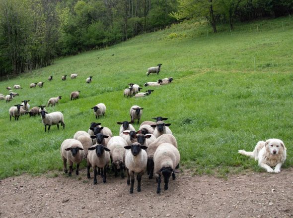 La Bergerie des Têtes noires