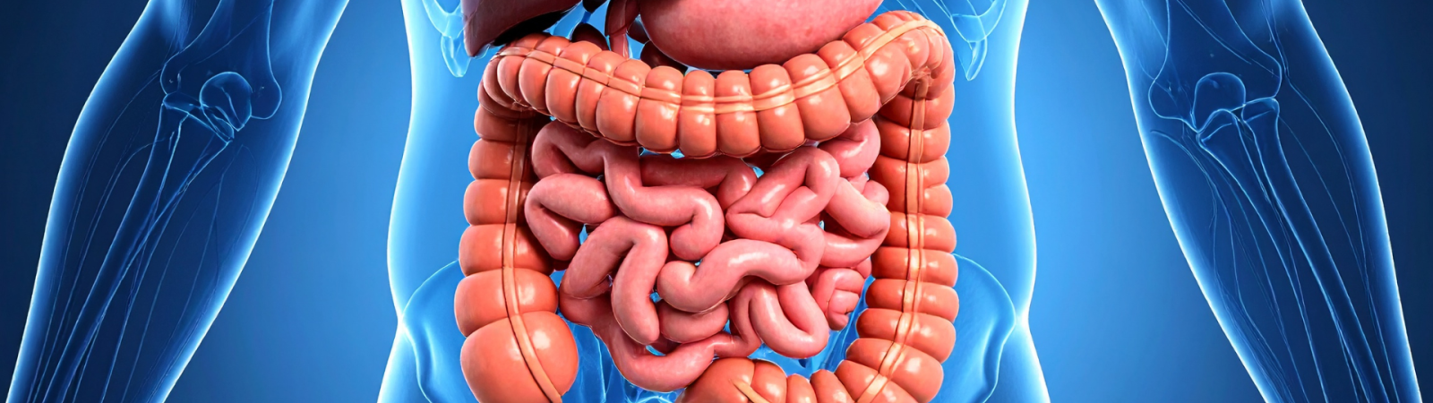 Stand d&rsquo;information – Et la santé du foie, on en parle ?